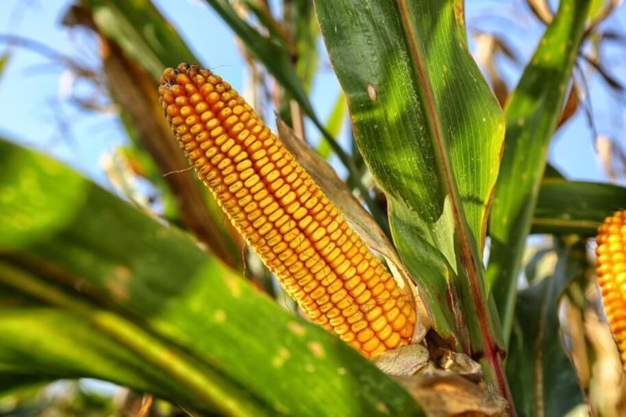 Кукуруза и её свойства